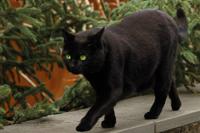 File:Sooty.jpg