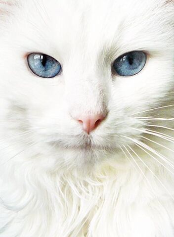 File:Winterheart.jpg