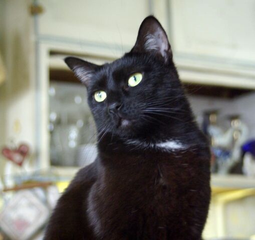 File:Pounce Life.jpg