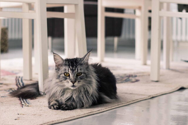 File:Jack.jpg