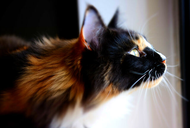 File:Ivywhisker.jpeg