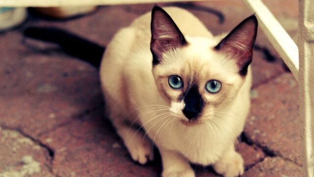 File:Mintpaw.jpg