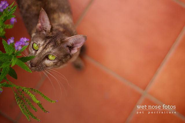 File:Maggie.jpg