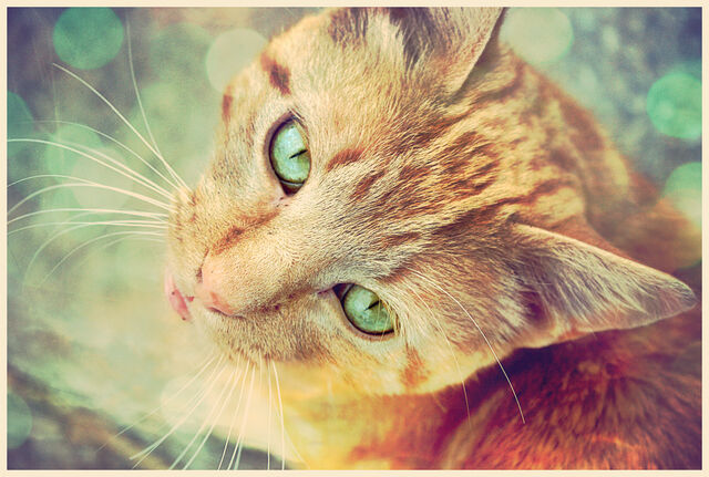 File:Miau by grihmphotography.jpg