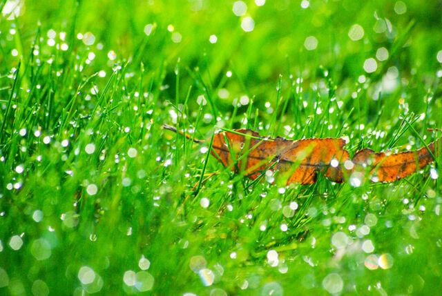 Файл:Leaf.jpg