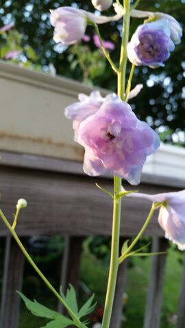File:20150710 192524.jpg