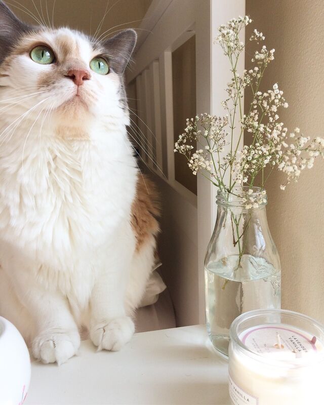 File:Daisycloud.life.jpg