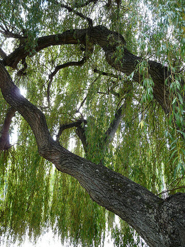 File:Willow, Strand-on-the-Green.jpg