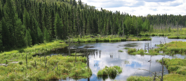 File:Front-marsh.png