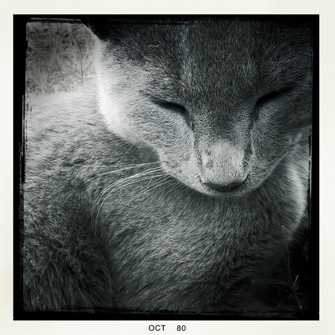 File:Icygaze.jpg