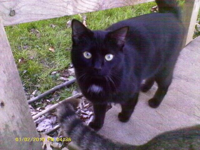 File:Cinder'sCat1.jpg