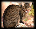 Thumbnail for version as of 00:58, May 12, 2013