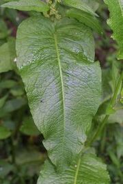 Dock leaf