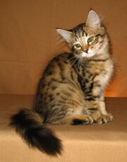 Tabby kitten