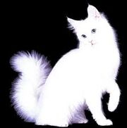 Whitefur