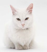 Scratch