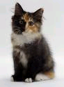 Dawnkit