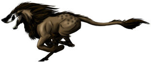 Leucrota-2-
