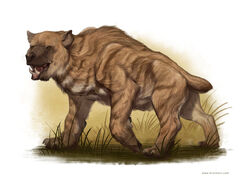 Nandi Bear-1-