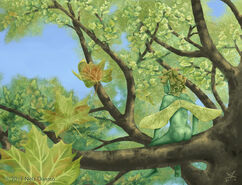 Maple-elemental-6-illustration-348