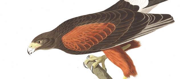 File:Baywing by audubon.png