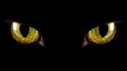Cat eyes