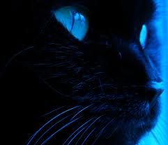 Moonkit