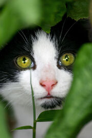 Gallerykitten20