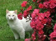 Roses-cat-pink