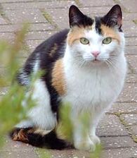 Olivespots
