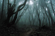 Dark Forest