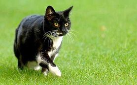 Mistpaw