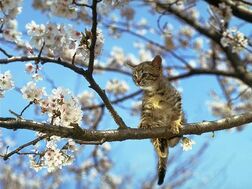 Kitten-38