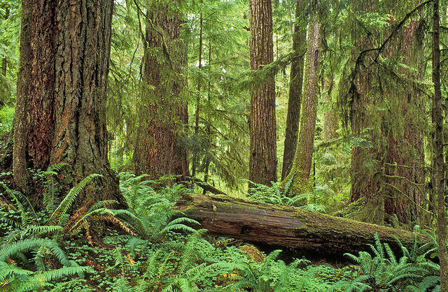 File:Queetsrainforestpicture.jpg