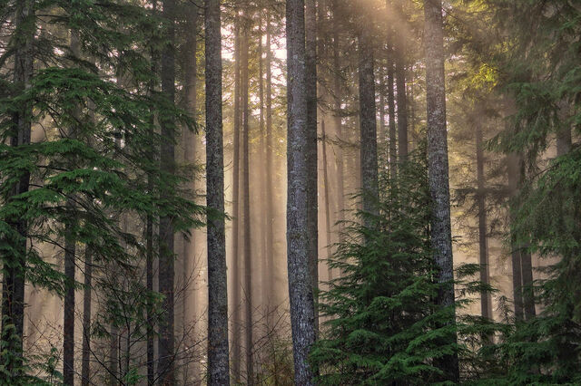 File:Capitolstateforestdnr10.jpg