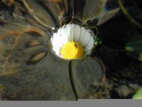 Dscn3156-daisy-water 1200x900