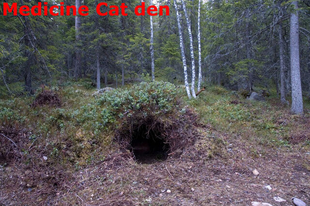 File:Medicine Cat den.jpg