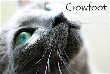 Crowfoot