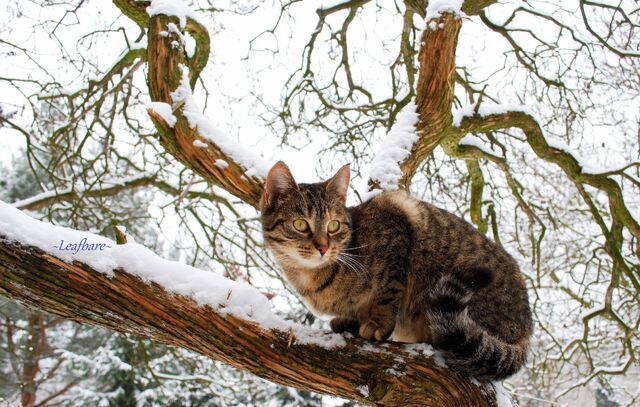 File:Winter-2.jpg