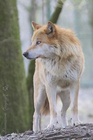 File:350x700px-LL-e9eb016e Tan wolf by Wolfeclipse101 zpsce5ed0b0.jpg