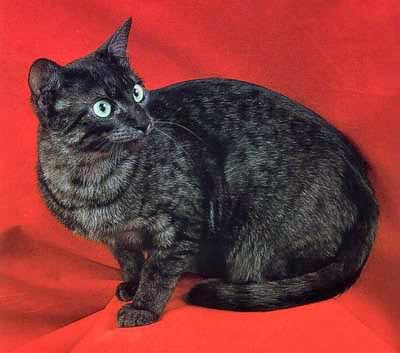 File:Black-smoke-MAU.jpg