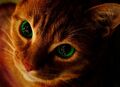 Thumbnail for version as of 14:59, November 17, 2015