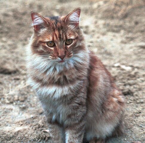 File:Tawny1l.jpg