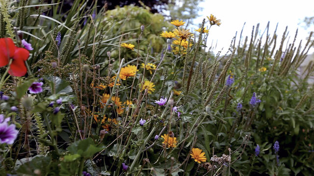File:Plant.jpg