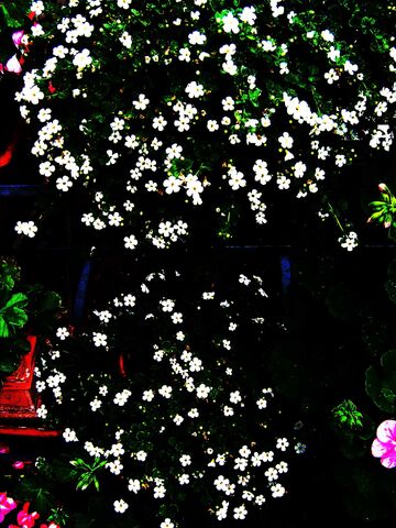 Datei:Bellefleur.jpg