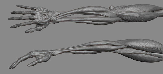 File:Ww arm.jpg