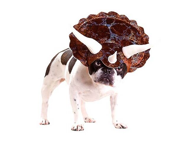 File:Dog-triceratops-costume.jpg