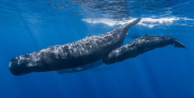 Plik:Sperm whale pod.jpg