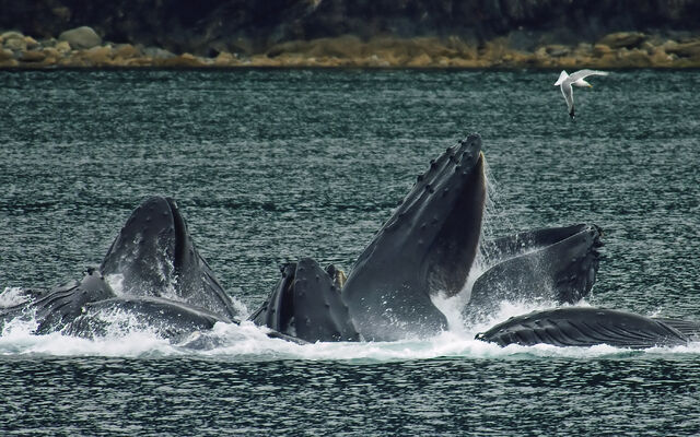 Plik:Whales Bubble Net Feeding-edit1.jpg