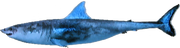 GreatWhiteShark